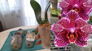 Долгожданная посылка от магазина Орхорай. Посмотрим?