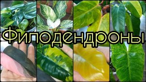 Большой обзор?Два новых сорта ФИЛОДЕНДРОНОВ?Про адаптацию АЗИАТСКИХ?Сорта?Виды?Названия?