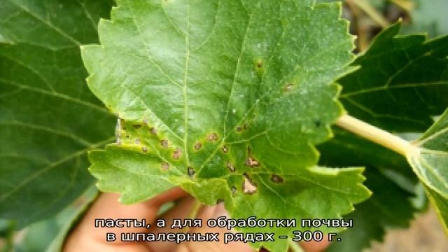 Чем обработать виноград перед цветением