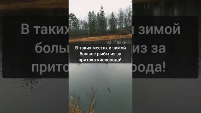 Где найти хищную рыбу на реке.  Рыбалка на щуку