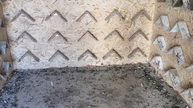 Обзор голубей на голубедроме 31.10.23 смотреть онлайн