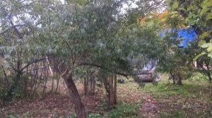 ДЕРЕВНЯ ТУЛЬСКАЯ ОБЛАСТЬ/ ОСЕННЯЯ ПРИРОДА/ ИЗ ОСЕНИ В ЛЕТО