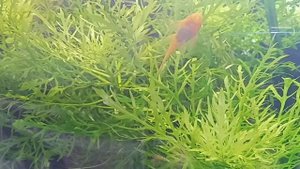 Эпопея с эдогониумом - радости и огорчения