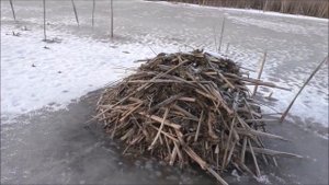 Как зимует Ондатра