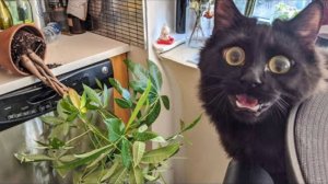 Жизнь домашних животных #3