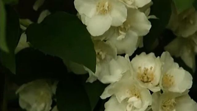 Сорта чубушника смотреть онлайн