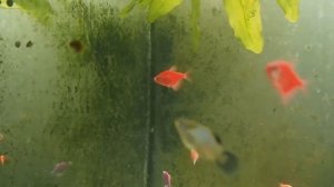 Рогатые улитки и неретины против черной бороды