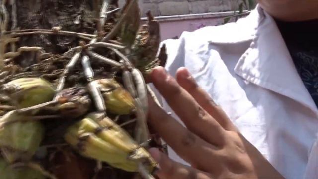 Del suelo donde pisas hasta las ramas de los arboles | Los sustratos del jardín de orquídeas смотреть онлайн