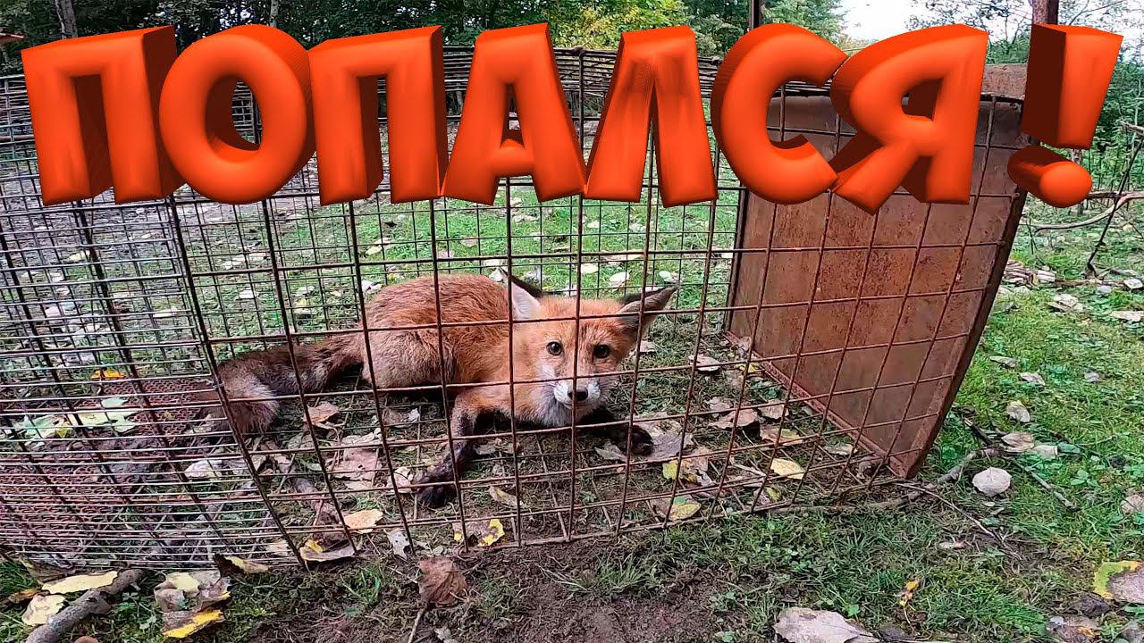 ПОЙМАЛ ЛИСУ !  ПРИВЕЗЛИ СТРОЙМАТЕРИАЛ ! [Жизнь в деревне]
