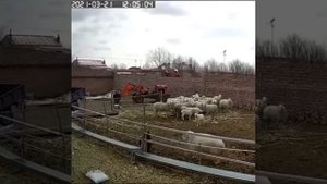 Жестокое видео.. Баран забил ребёнка!?