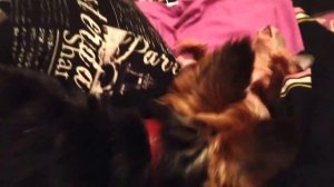 Укусил за яйца!!!!!)))))))))))))