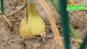 Лук В Июле Подкармливаю Только Этим И Получаю Большие Головки Лука