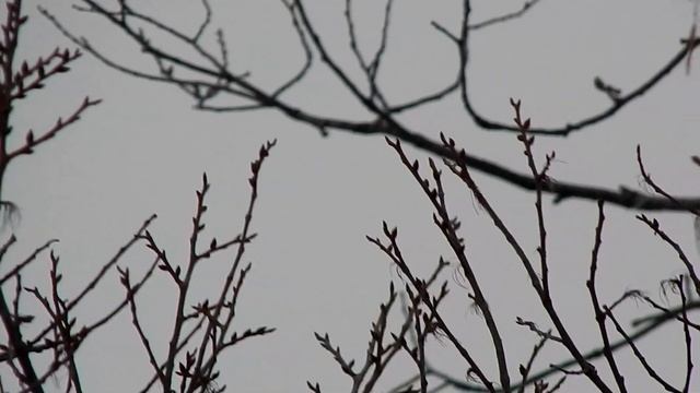 синица длиннохвостая
