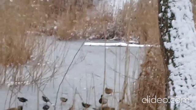 Кормим диких уток на зимнем пруду. Ростов-на-Дону. 4.02.2023. смотреть онлайн