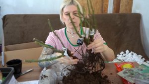 Первая распаковка весны. Посылки из Подворья и питомника роз Mary roses. #распаковкарастений #розы