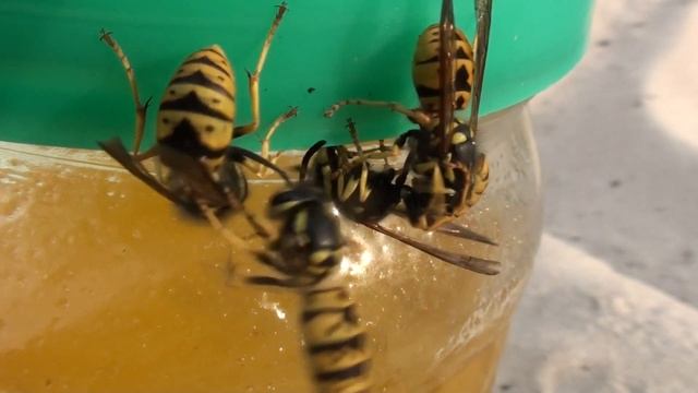 С МЕДОВЫМ СПАСОМ ! С ПРАЗДНИКОМ МАКОВЕЯ ! смотреть онлайн