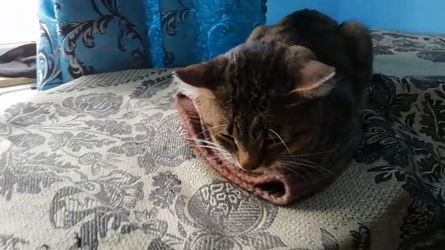 Хорошо сидеть на моей шапке. смотреть онлайн