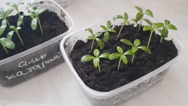 Ампельный катарантус /Сроки пикировки/Условия выращивания из семян