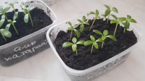 Ампельный катарантус /Сроки пикировки/Условия выращивания из семян