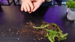 Propagating Nephrolepis ferns