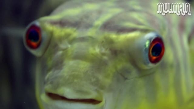 Fahaka Puffer HD смотреть онлайн