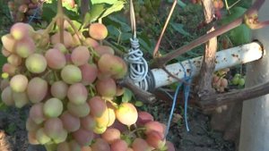 ГФ винограда  Басанти  2022  Бурдак А В