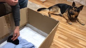 Щенок Немецкой овчарки в 2 недели и наш умный Арчи