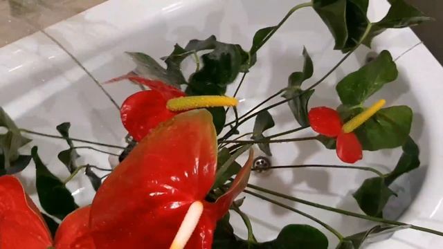 Как стимулировать антуриум на быстрый рост и обильное цветение