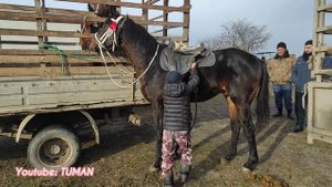 Цены 2022г Чечня рынок Лошадей, Урус-мартан
