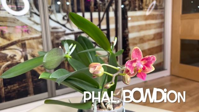 Орхидеи цветут! Что ещё распустилось на подоконнике в зале. смотреть онлайн