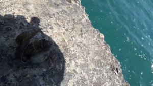 Рыбалка в Сочи. Ловля бычка, смариды, ставриды и скорпены с берега