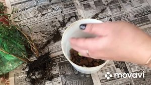 Пересадка цветов?кротон, хатиору, пеперонию и фиалку?