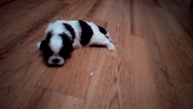 Собачки ши-тцу смотреть онлайн