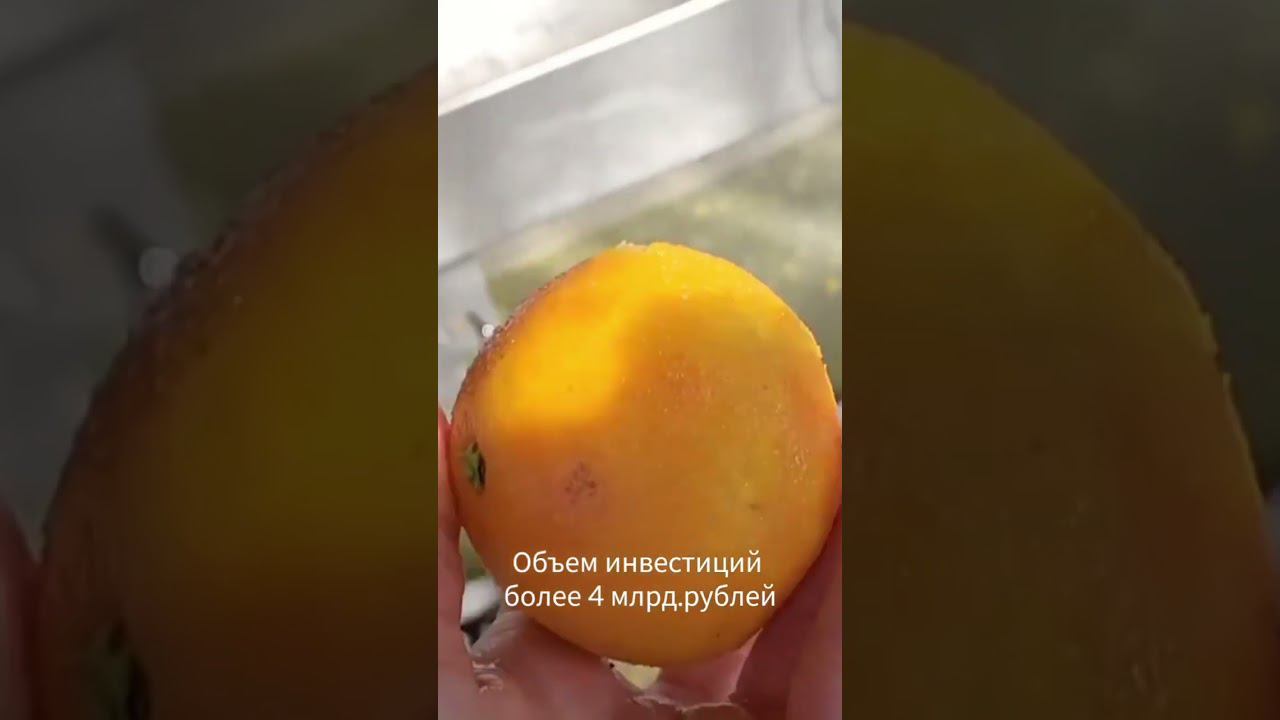 Самый большой завод по производству соков строят в Красноярском крае #shorts #инвестиции #стройка смотреть онлайн