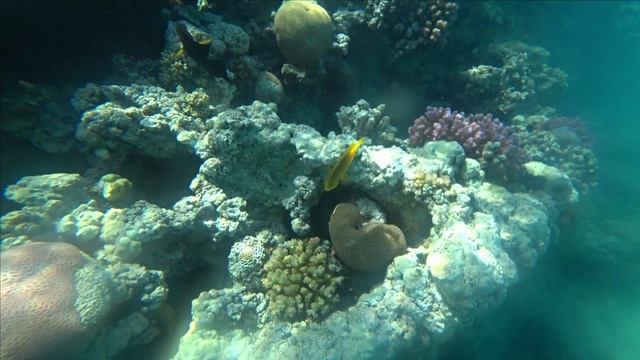 Египет Хургада Stella di mare gardens resort.  Makadi bay. Подводный мир Египта. Отливы- это жесть!