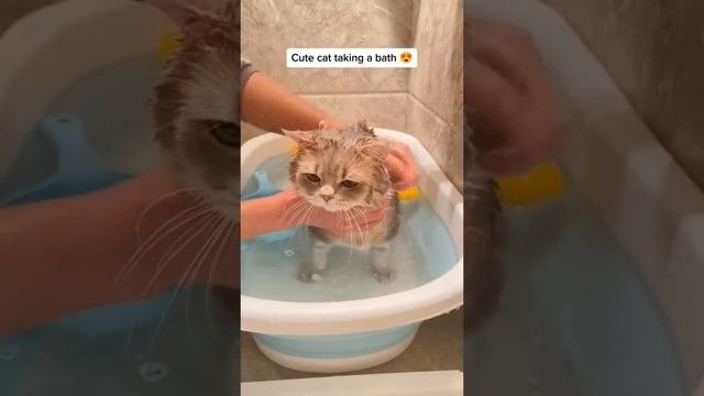 Котик