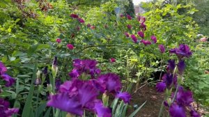 BLOOM THYME  MINUTE: Reine des Violette