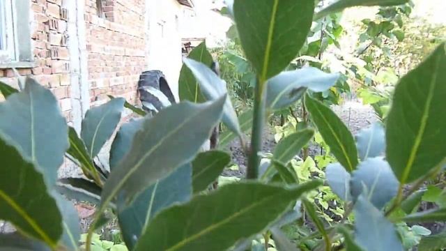 ЛАВРОВО ДЪРВО LAURUS NOBILIS смотреть онлайн