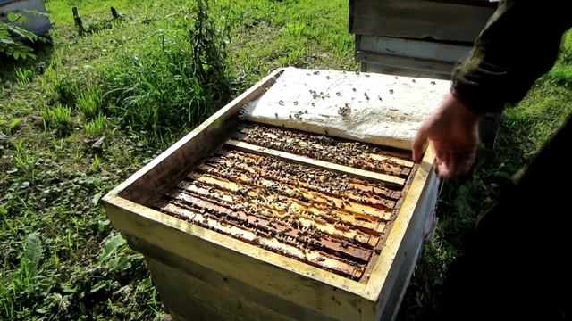 НУКЛЕУСЫ,СЕМЬЯ ВОСПИТАТЕЛЬНИЦА, ПЕРЕСАДКА РОЁВ УСР ПОРОДЫ??? смотреть онлайн