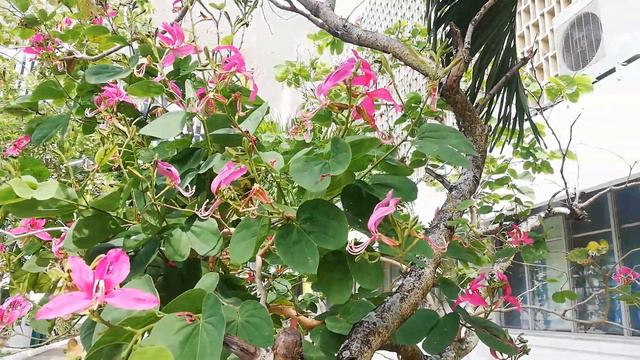 Kobolila Tree (Bauhinia variegata L) смотреть онлайн