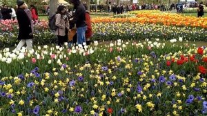 Парк тюльпанов Keukenhof