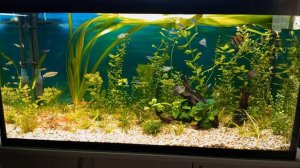 Гигантская валлиснерия в аквариуме #NIK_72