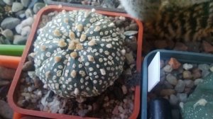 Самые интересные сорта Астрофитума. Онзука, Супер Кабуто, Кикко. Уход за кактусами.