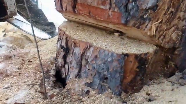Валим сухое дерево бензопилой.