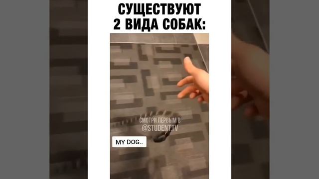 Существуют 2 вида собак?