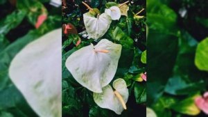 Janaki Anthurium Plant Nursery .( Anthurium Plant Nurseries   5 )