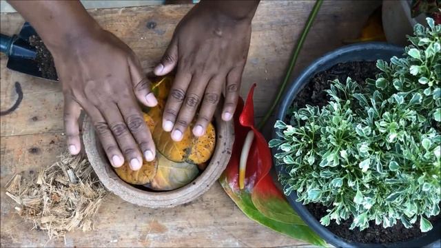 Who said it is difficult to get plants through Anthurium Seeds. Anthurium Beginner's guide - part 3 смотреть онлайн