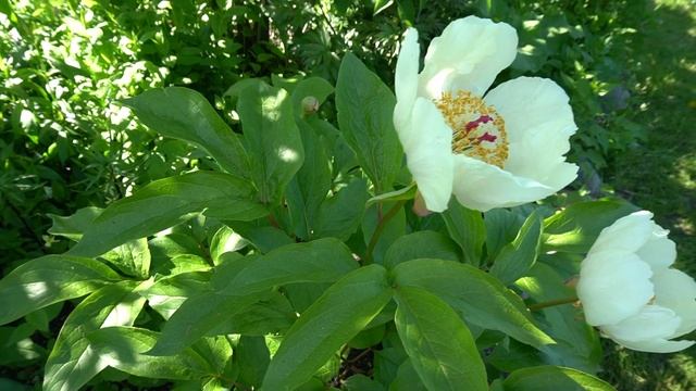 Пион "Лунная дорога" какое очарование! смотреть онлайн