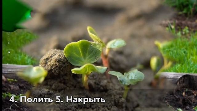 Капуста КАЛЕ посадка уход виды кале смотреть онлайн