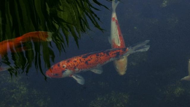 Подводное царство смотреть онлайн